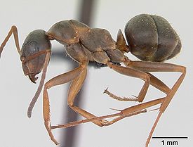 Прыткий муравей