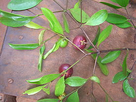 Garcinia indica - fruits and leaves.jpg