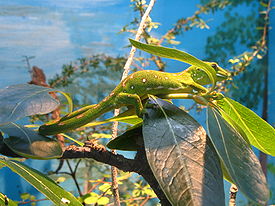 Новозеландские зелёные гекконы