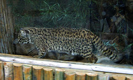 Чилийская кошка (Leopardus guigna)