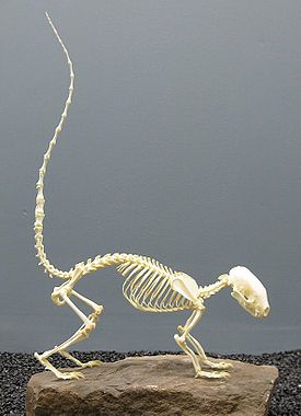 Hooded skunk skeleton.JPG