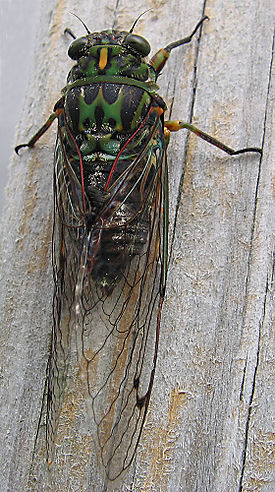 Kikihia sp. cicada, Rotorua area.jpg