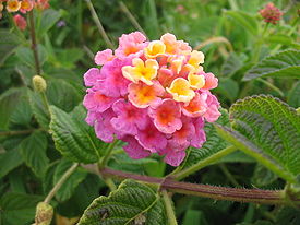 Lantana camara (Flower).jpg