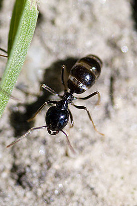 Пахучий муравей-древоточец