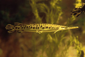 Каймановая рыба Lepisosteus oculatus