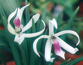 Лечебные свойства орхидей 275px-Leptotes-bicolor
