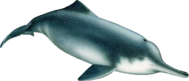 Озёрный дельфин