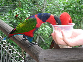 Lory eating, Jurong BirdPark.JPG