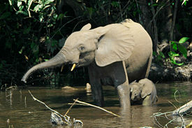 Лесной африканский слон