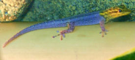 Цепкохвостый геккон