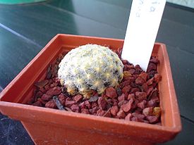 Mammillaria schiedeana.jpg