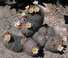 A cactus Mammillaria dioica