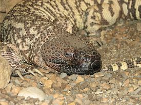 Mexican-Beaded-Lizard.jpg