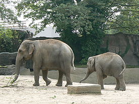 Mother and baby Elephas maximus.JPG