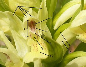 Orchis sambicina anatomia.jpg