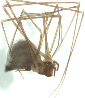 Синотаксовые пауки