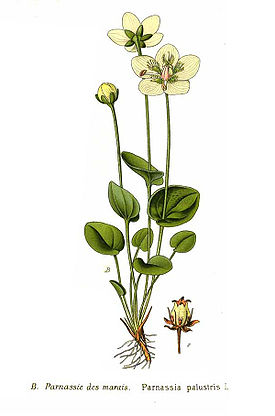 Parnassia palustris L.jpg