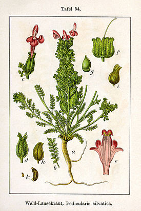 Pedicularis sylvatica Sturm54.jpg