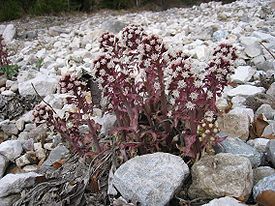 Petasites paradoxus.jpg