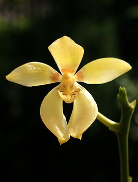 Phalaenopsis cochlearis Holttum (1964)