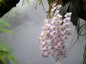 Phalaenopsis philippinensis Golamco ex Fowlie & C.Z.Tang 1987
