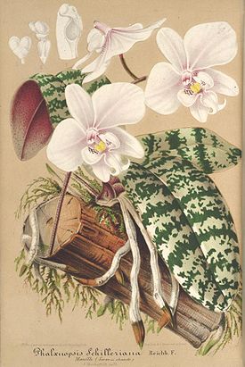 Phalaenopsis schilleriana Rchb.f 1860