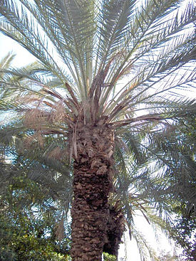 Финиковая пальма канарская