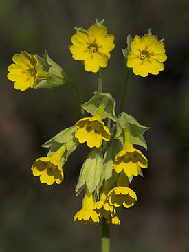 Primula macrocalyx Flower.jpg