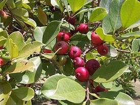 Psidium cattleyanum fruits.JPG