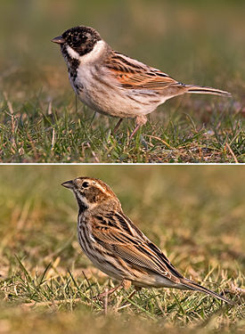 Reed Bunting male and female.jpg