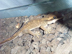 Новокаледонский геккон саразинорум