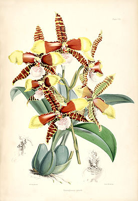Rossioglossum grande (as Odontoglossum grande) - pl. 8 - Bateman, Monogr.Odont.jpg