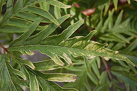 Sambucus racemosa 'Sutherland Gold' Leaf Closeup 3008px.JPG