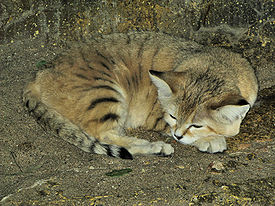 Sand cat at bristol zoo arp.jpg