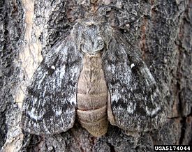 Siberian silk moth.jpg