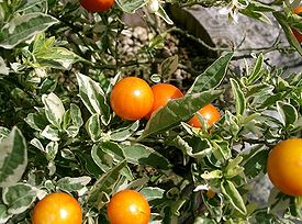 Solanum pseudocapsicum2.jpg