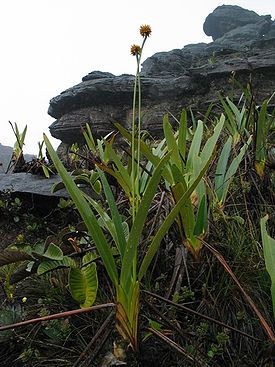 Stegolepis guianensis
