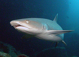 Рифовая акула