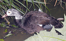 Белокрылая утка (Asarcornis scutulata)