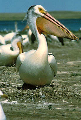 Красноклювый пеликан