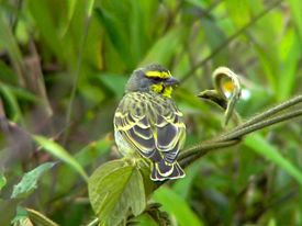 Yellow-fronted Canary.jpg