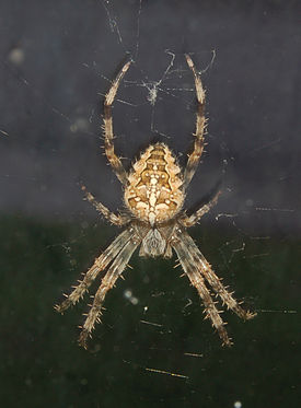Самка Araneus cavaticus на паутине