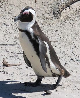 Ослиный пингвин