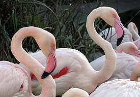 Обыкновенный фламинго