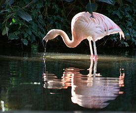 Чилийский фламинго