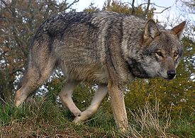Евразийский волк