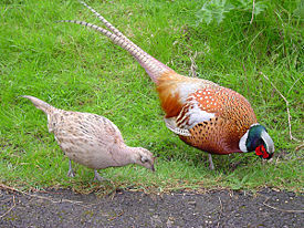 Самка и самец обыкновенного фазана