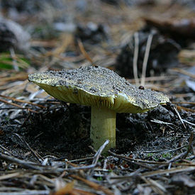 Зеленушка (гриб)