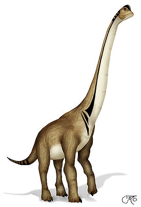 http://dic.academic.ru/pictures/wiki/files/50/275px-ultrasaurus_lecire.jpg