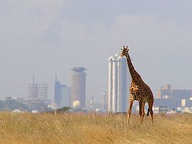 Жираф в парке на фоне панорамы Найроби